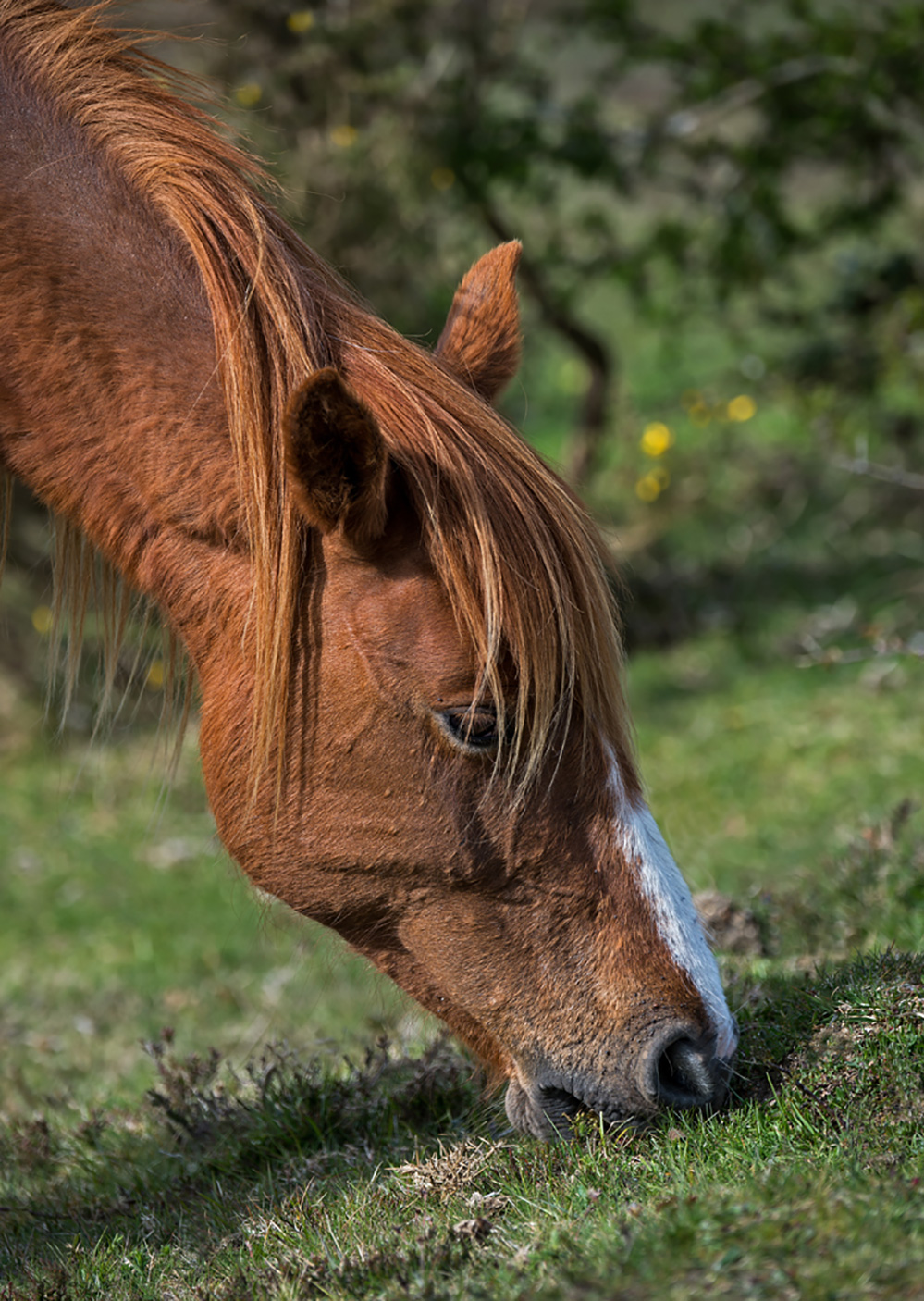Spring Pony Feeding, Longcross Plain